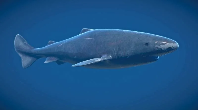 A full body veiw of a shark swimming through cold Artic water, its entire silhouette visible against the pale blue light above
