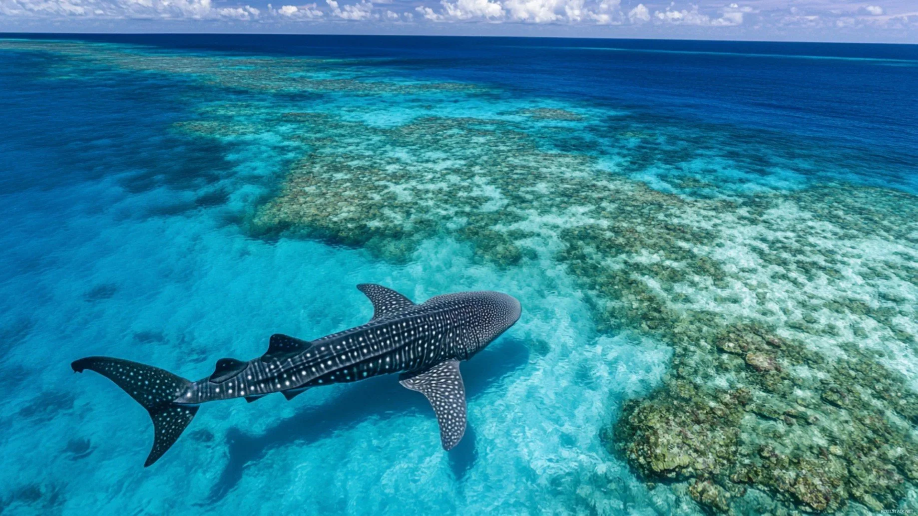 A whale shark glides through shallow, turquoise water, its spotted back visible just below the surface as sunlight filters across the sand.