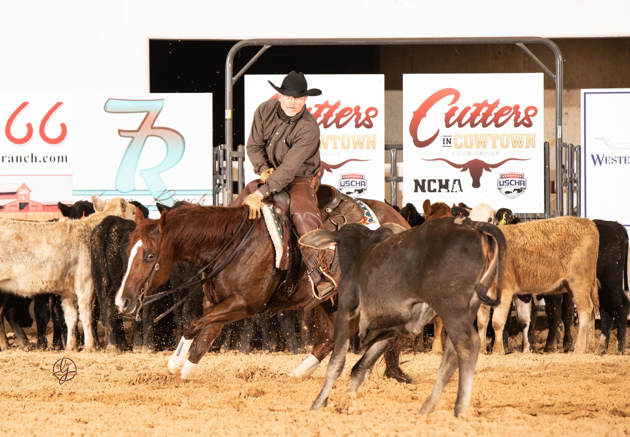 A cowboy in a plaid shirt, jeans, and a black hat rides a cutting horse. The arena ground is sandy, with several cattle standing behind the rider. Banners and signs for 'Cutters in Cowtown' and USCHA are visible in the background.