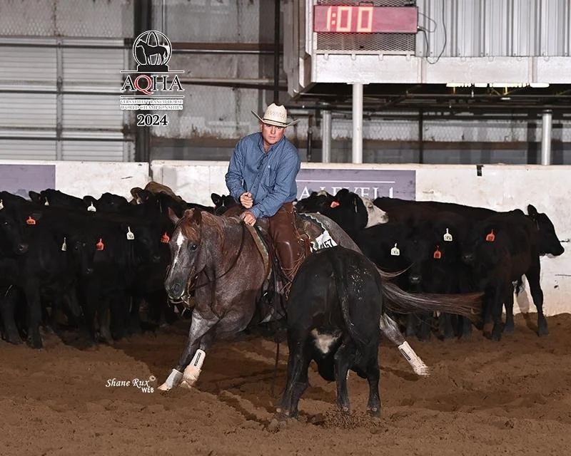 A cowboy riding a brown horse in an indoor arena, cutting black cattle with numbered tags, at the AQHA 2024 event.