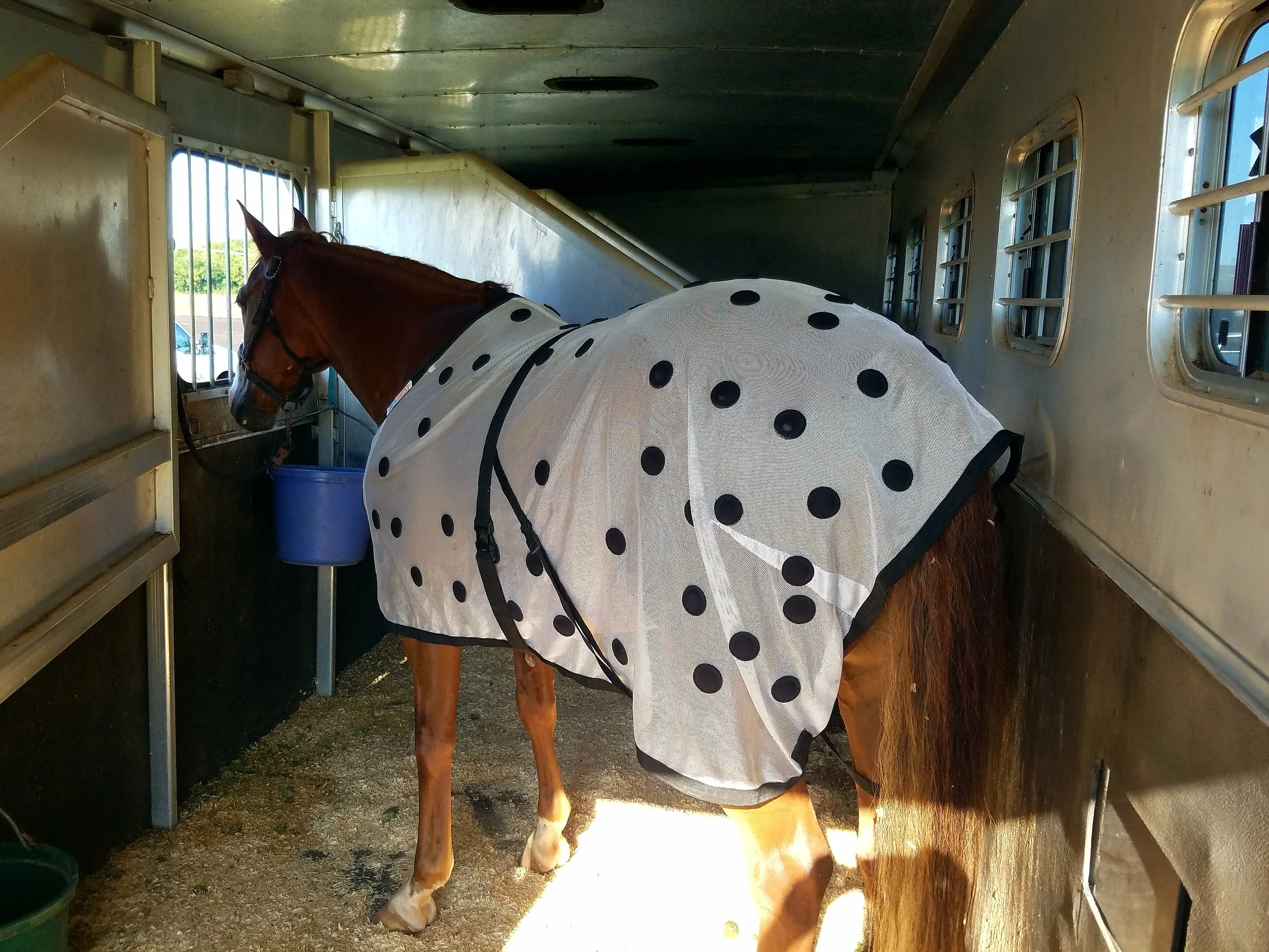 A sorrel horse wearing a white magnetic blanket inside a horse trailer, looking out through a window.