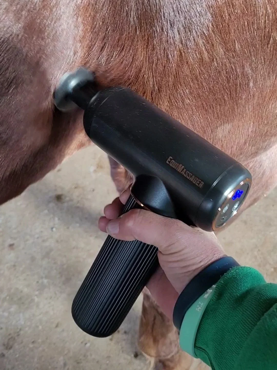 Person using an electric massager on a horse's muscles. 