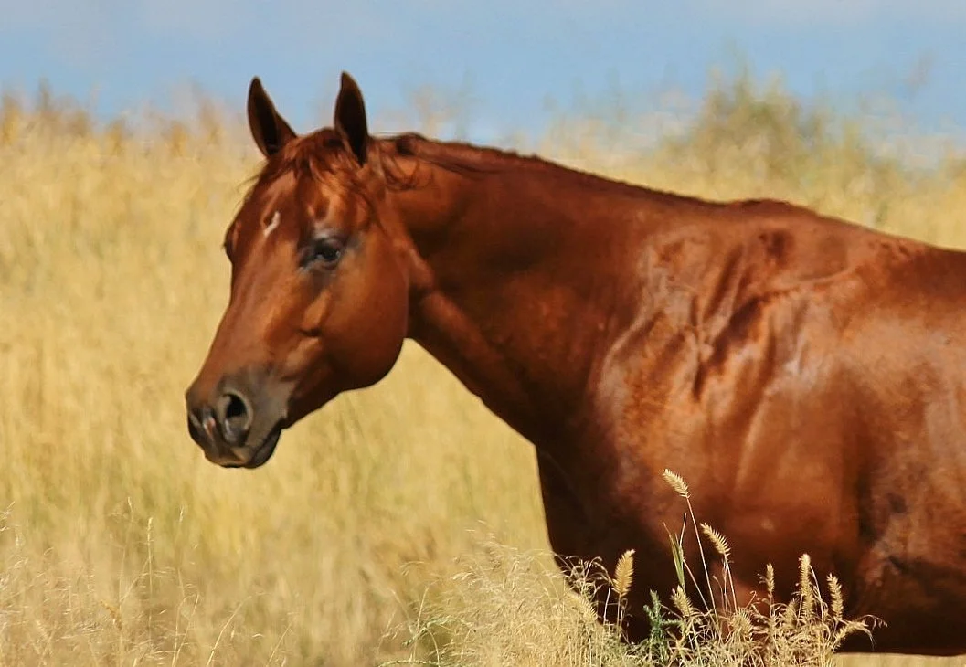 A sorrel horse standing in a field of tall, golden grass with a clear blue sky in the background.