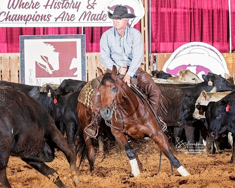 A cowboy riding a bay cutting horse in an indoor arena surrounded by black and white cows.
