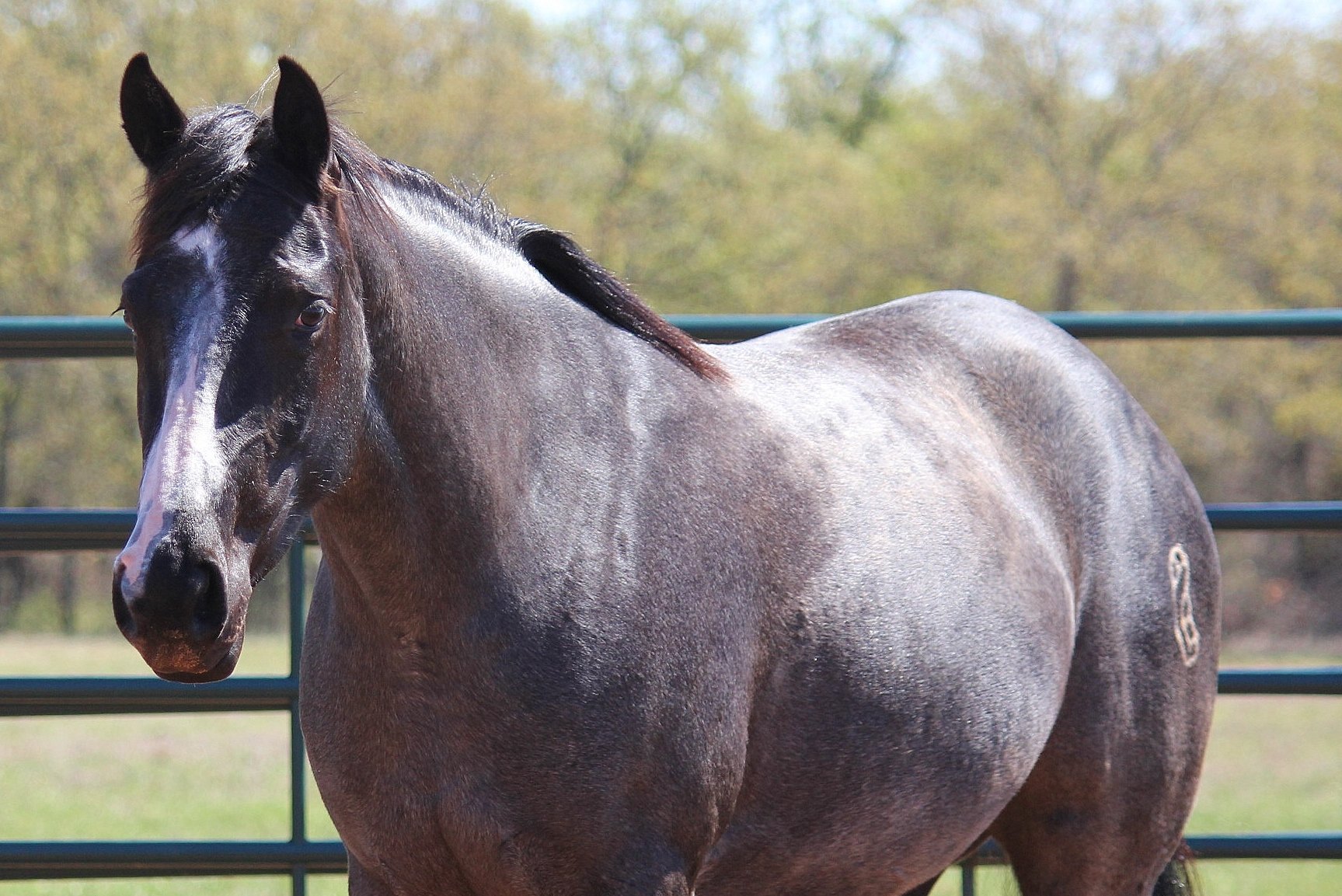 A blue roan horse standing outdoors near a metal fence with trees in the background.