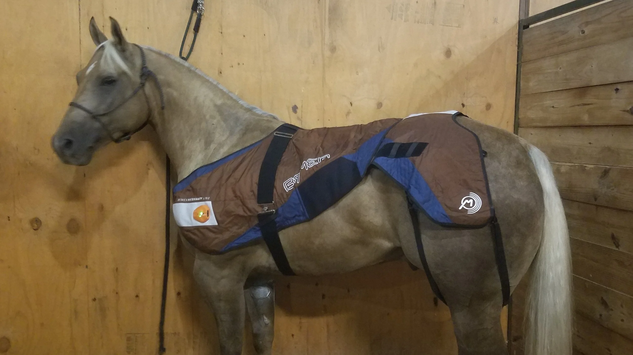 A palomino horse standing in a wooden stall, wearing a BEMER PEMF blanket.