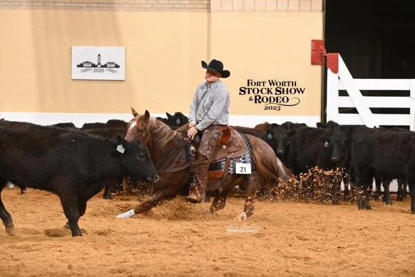 A cowboy riding a horse in a cutting competition at the Fort Worth Stock Show & Rodeo in 2025, surrounded by black cattle in an indoor arena.