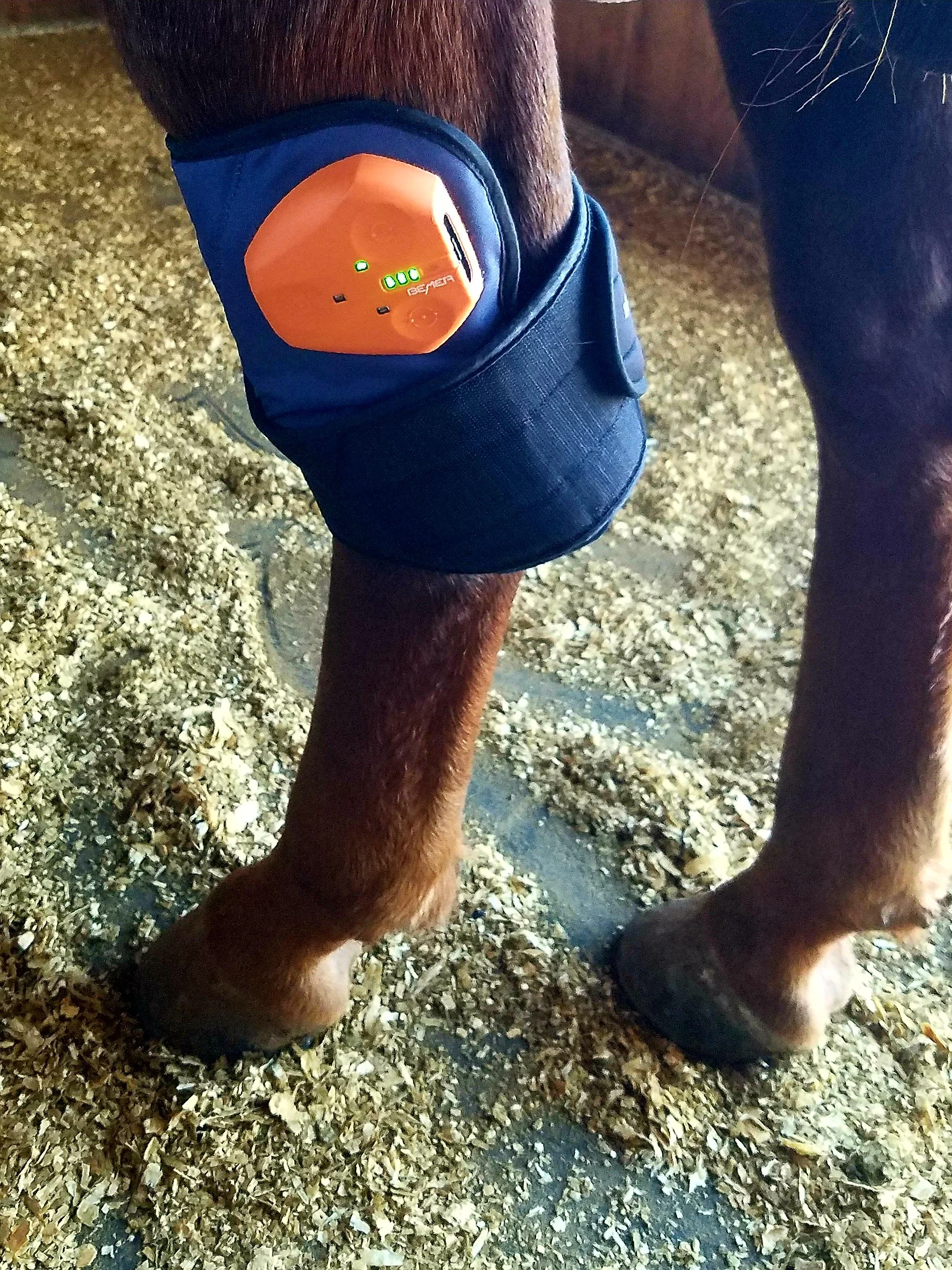 A horse's leg with a BEMER cuff on the hock, a PEMF device, while standing on a stable floor.