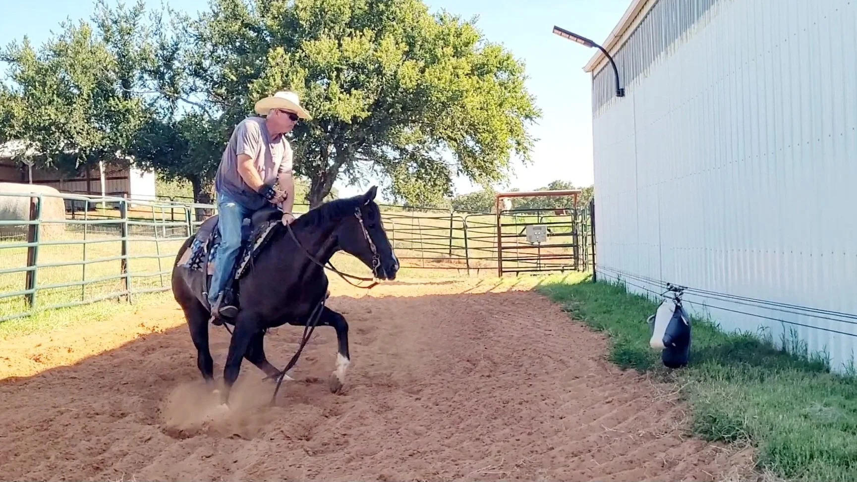 A man riding a black horse working a mechanical cow on a dirt surface near a white building and green grass, with trees in the background, on a sunny day.