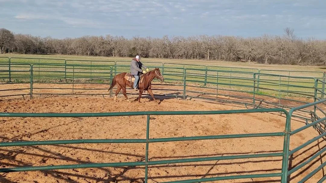 Person riding a horse inside a round pen with green metal rails, outdoor setting with grass and trees in the background.