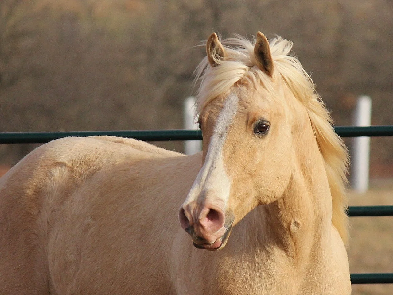 A palomino horse with a white mane standing near a black fence