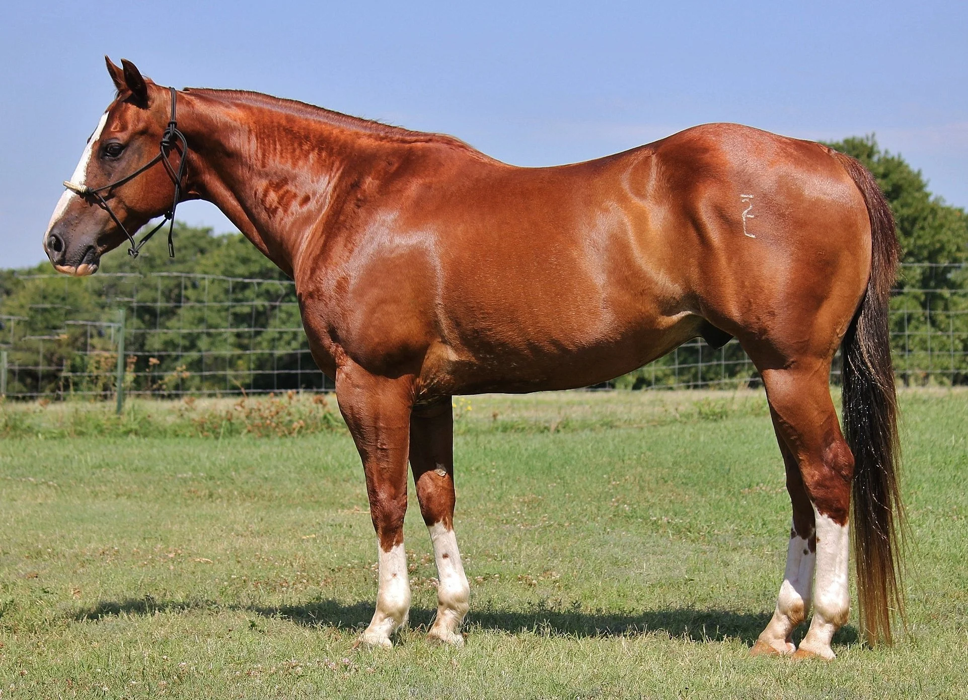 A chestnut horse with a white blaze on its face, standing on a grassy field during daytime.