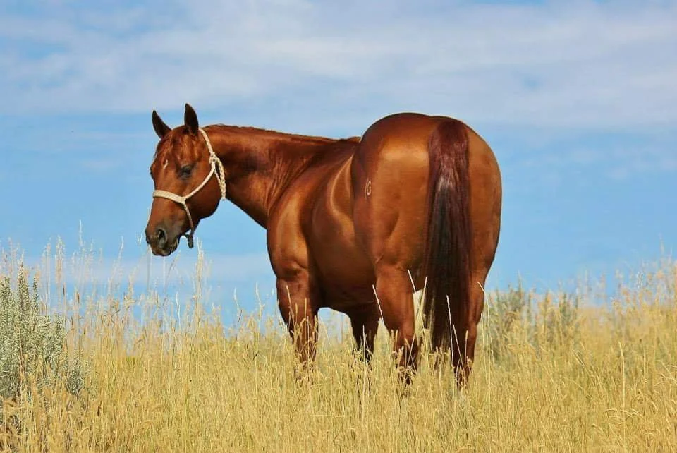 A sorrel horse with a white halter standing in a grassy field under a partly cloudy sky.