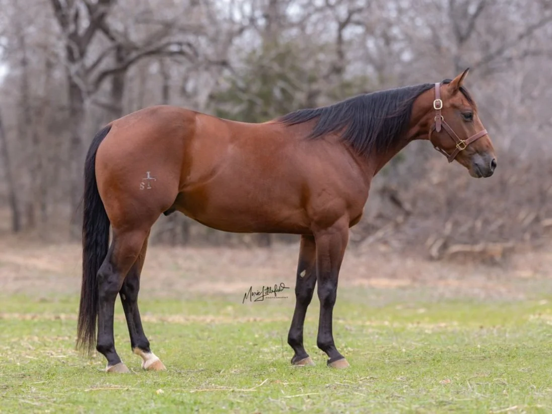 A brown horse with a black mane and tail standing in a field with trees in the background.