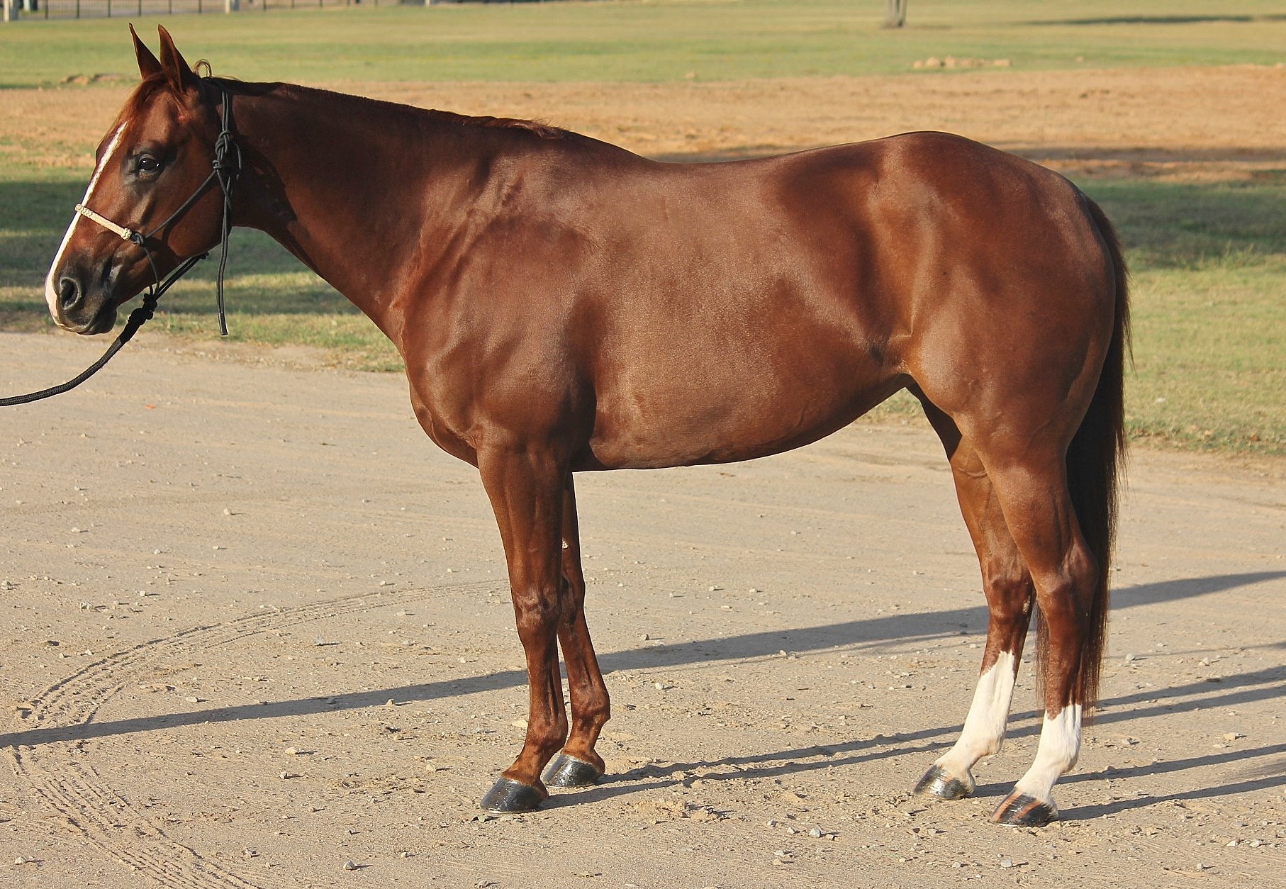 A sorrel horse with white markings on one of its hind legs, standing on a dirt path in a grassy outdoor area.