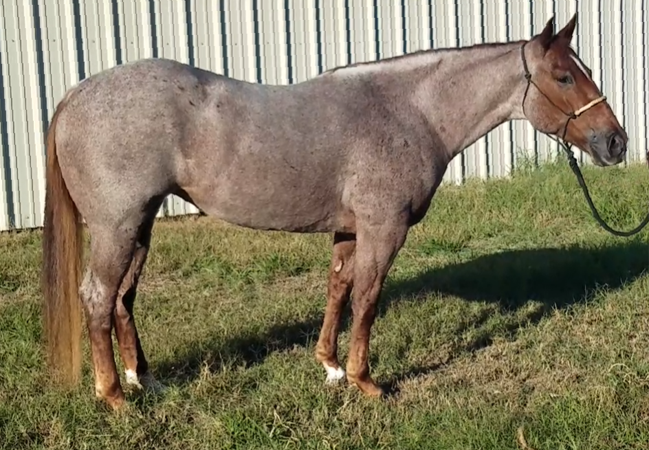 A red roan horse standing on grass in front of a metallic wall.