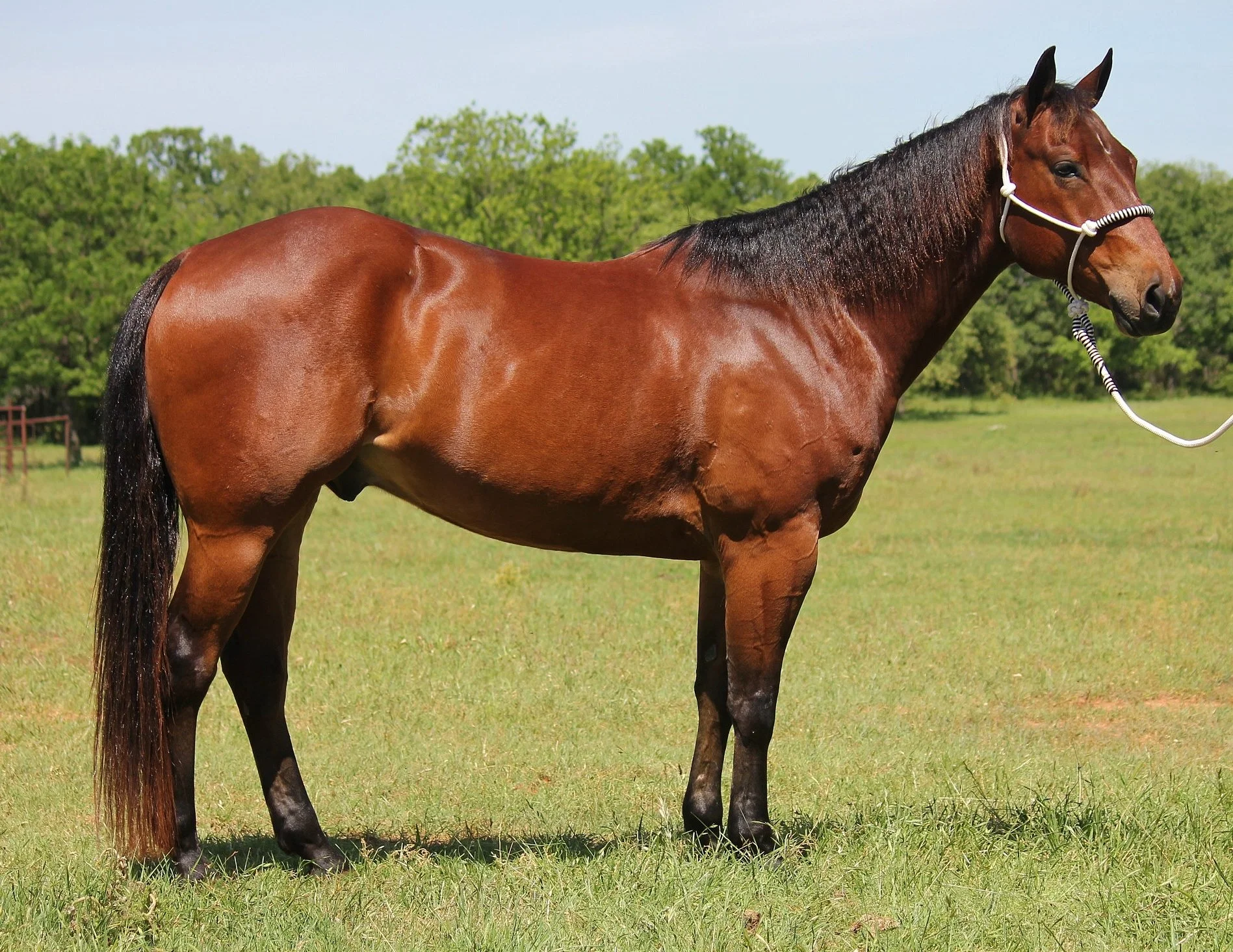 A bay horse standing in a grassy field with trees in the background, wearing a halter and lead rope.