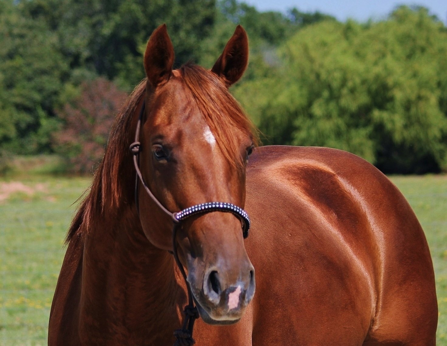 A chestnut horse with a white star on its forehead wearing a black halter with rhinestones, standing in a green pasture with trees in the background.