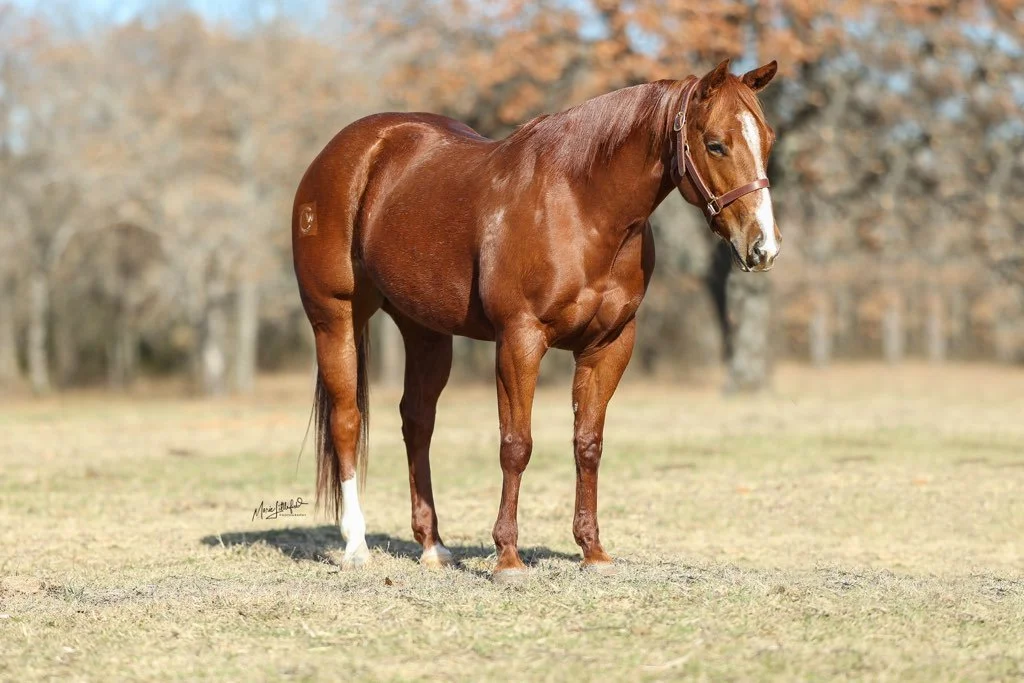 A chestnut horse with a white mark on its face standing on a grassy field with trees in the background.