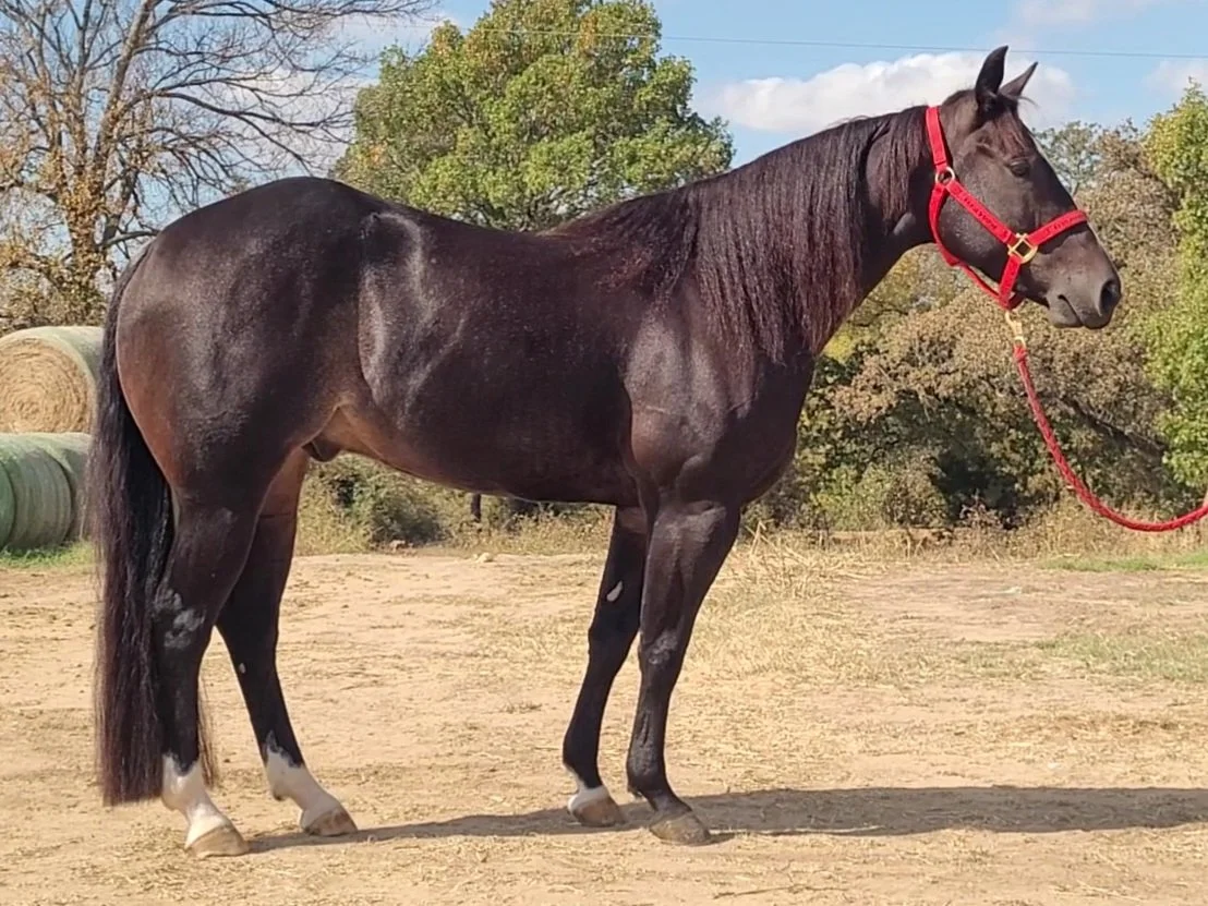 A dark brown horse with a red halter standing on a dirt field, with hay bales and trees in the background.