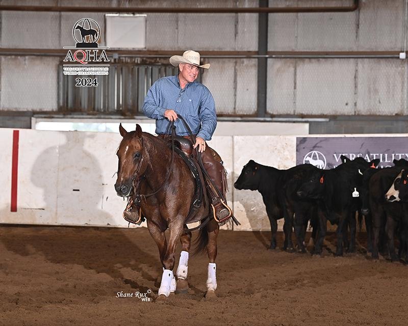 A cowboy in a blue shirt and white hat riding a brown horse in an indoor arena with a group of black calves nearby.