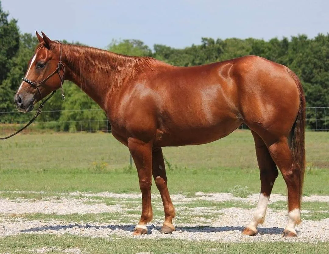 A chestnut horse standing on grass and dirt with a green, tree-filled background.