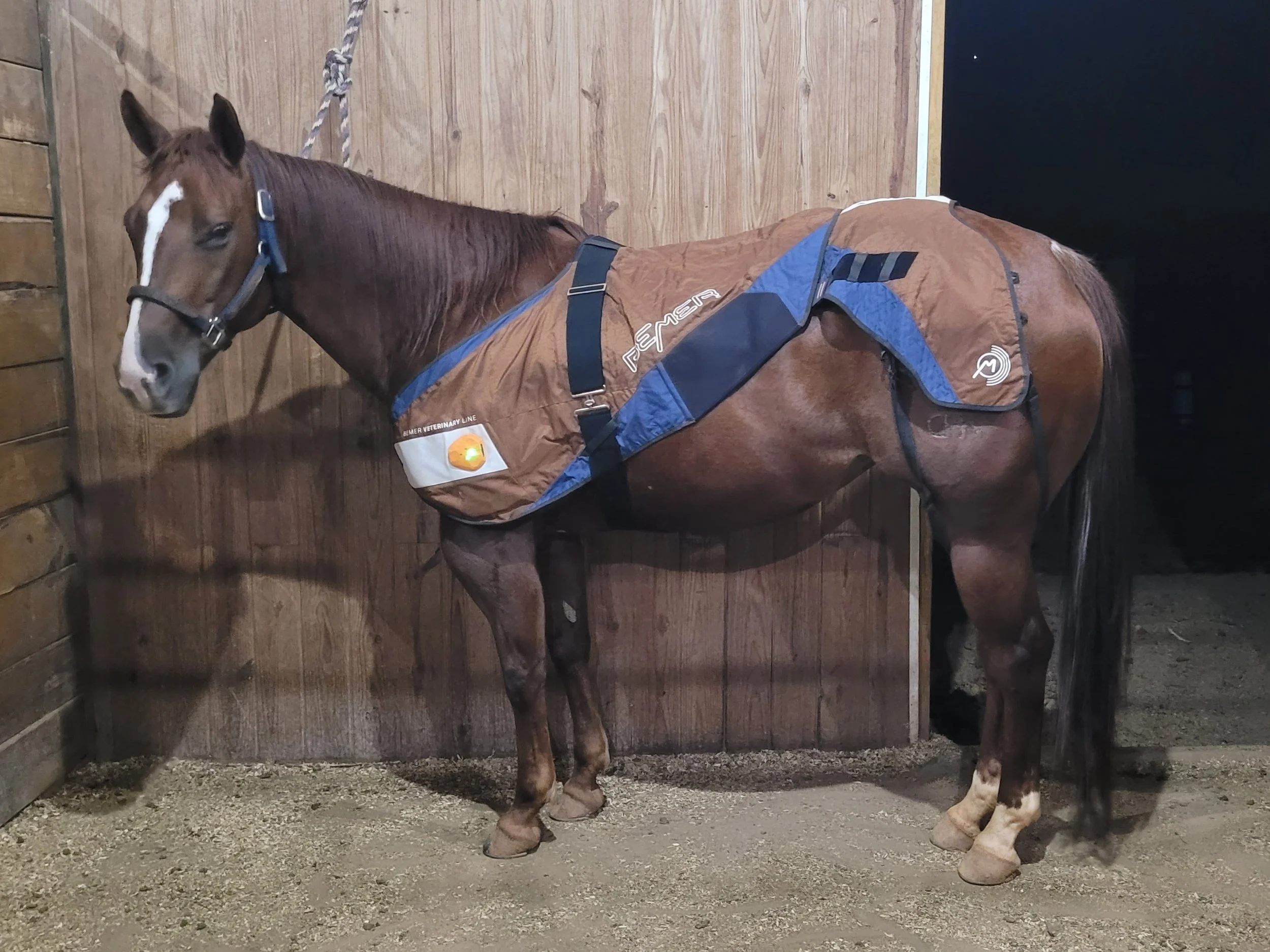 A chestnut horse with a white blaze marking on its face standing in a wooden stable, wearing a BEMER PEMF blanket and halter.