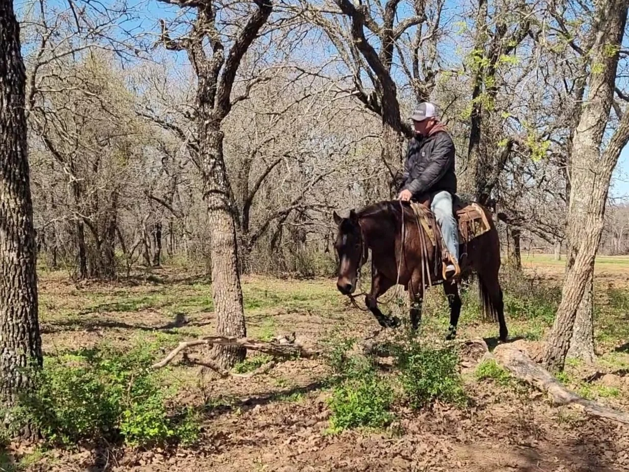 A person riding a horse through a wooded area with leafless trees and green shrubs on the ground.