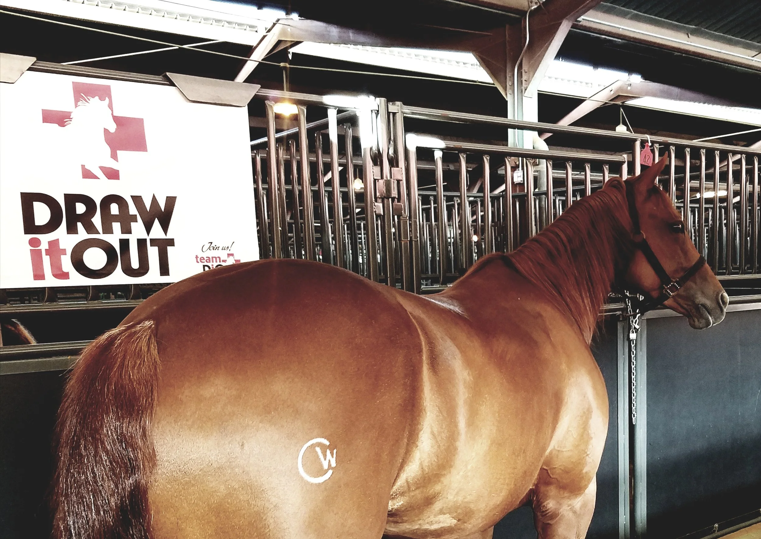 A chestnut horse standing in a stable with metal stalls and a sign that reads "Draw it Out" in the background.