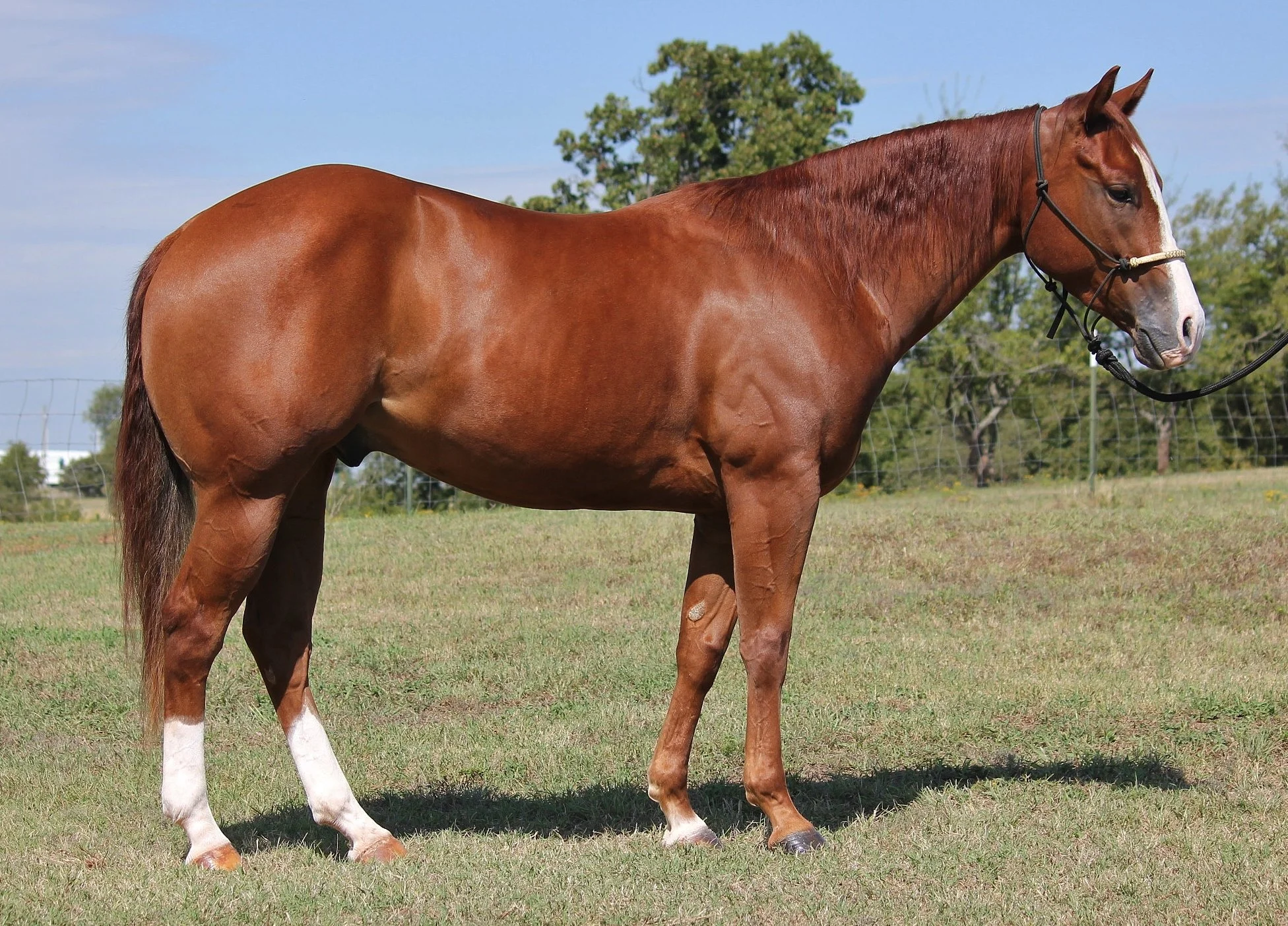 A chestnut horse standing on a grassy field with trees and a wire fence in the background.