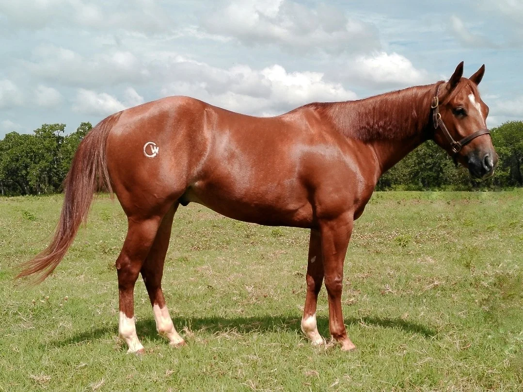 A chestnut horse with a white marking on its face standing in a grassy field under a cloudy sky.