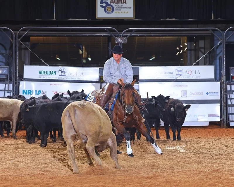 A cowboy riding a bay cutting horse in an indoor arena at the AQHA World Show.