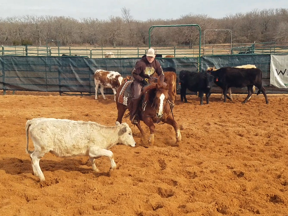 A person riding a horse in a cutting pen, holding a cow away from the herd, with other cows in the background on sandy ground.