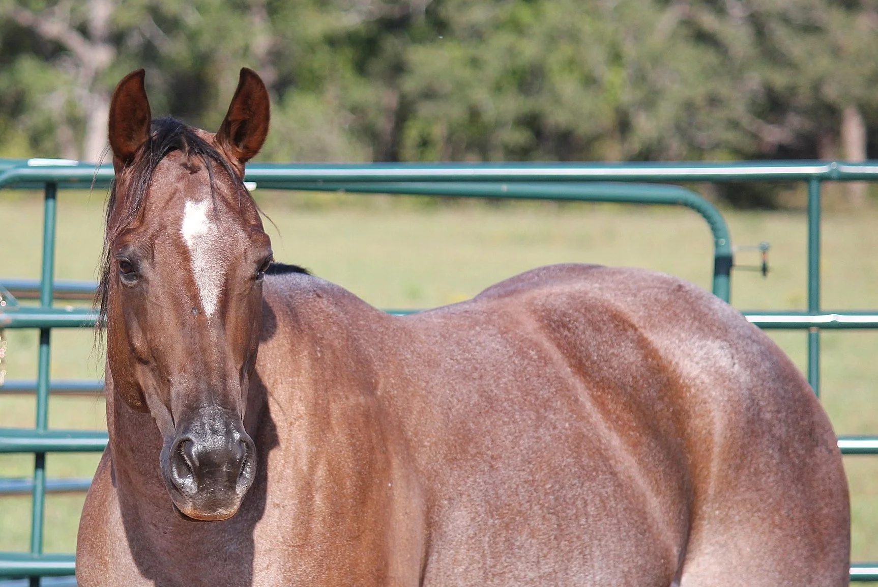 A red roan horse standing in front of a metal fence with a grassy field and trees in the background.