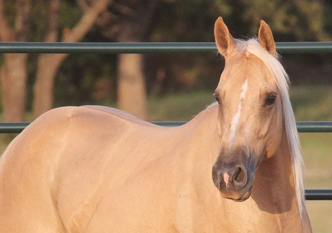 A palomino horse with a white mane standing outdoors near a metal fence with a blurred natural background.