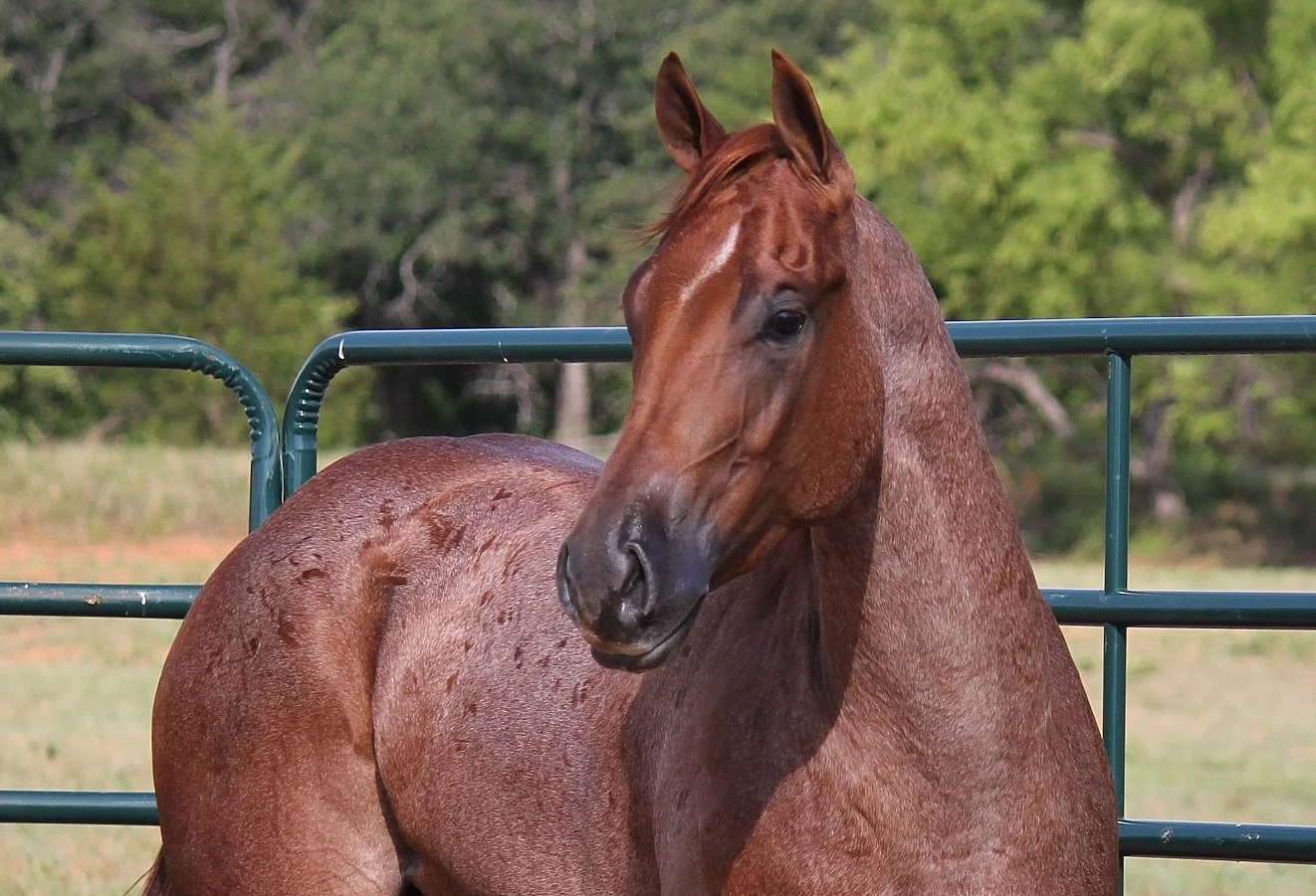 A red roan horse standing in front of a green metal fence with trees in the background.