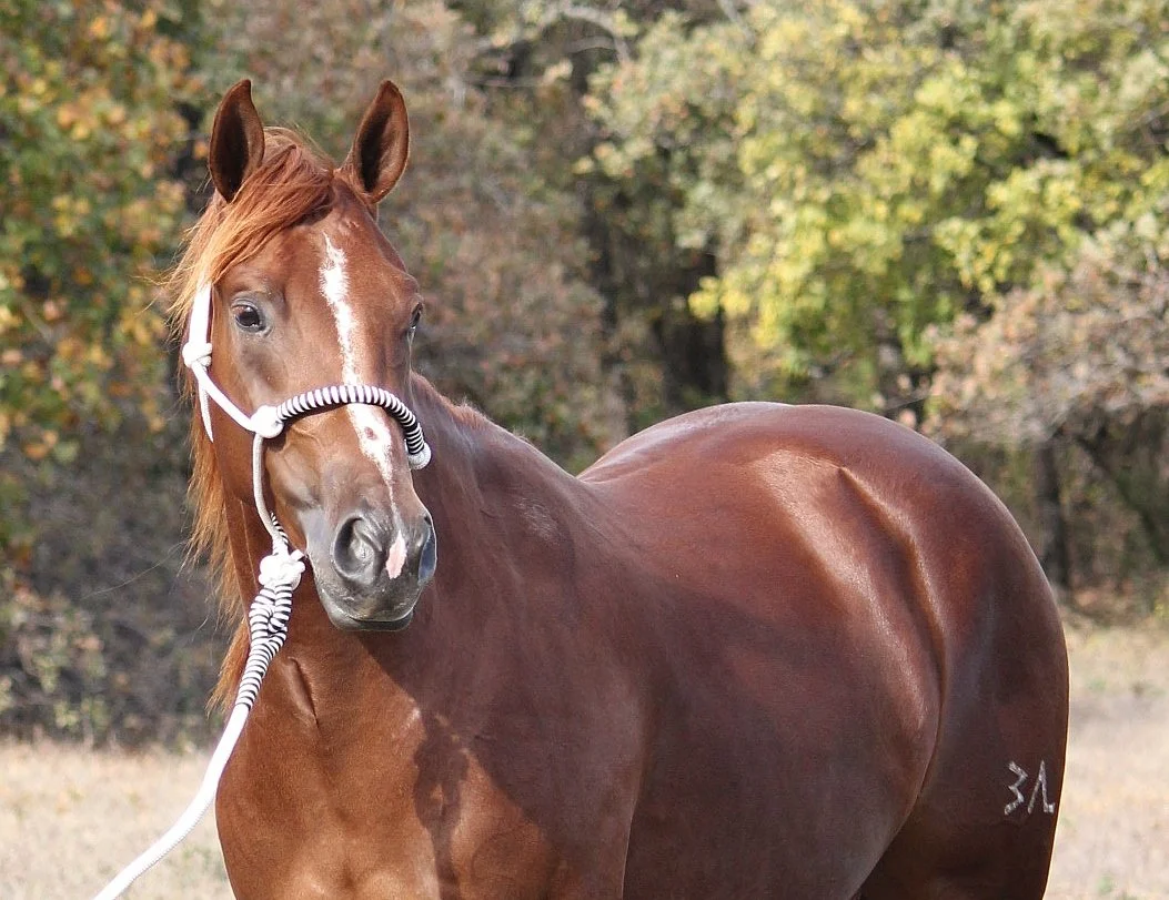 A chestnut horse with a white mark on its forehead standing outdoors with trees in the background.