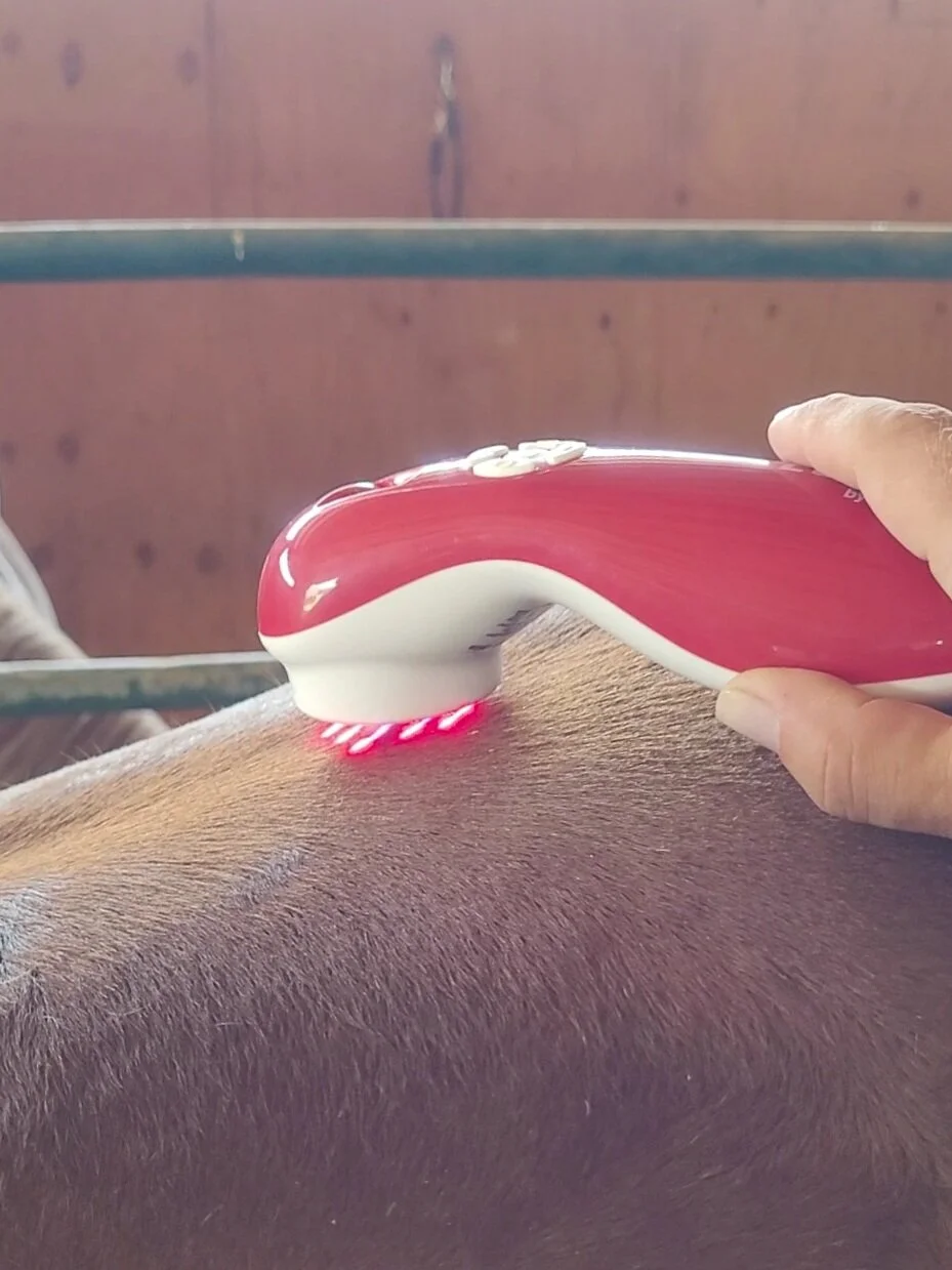 A handheld cold laser device with red and white colors, emitting red light, is being used on a horse for a therapeutic treatment.