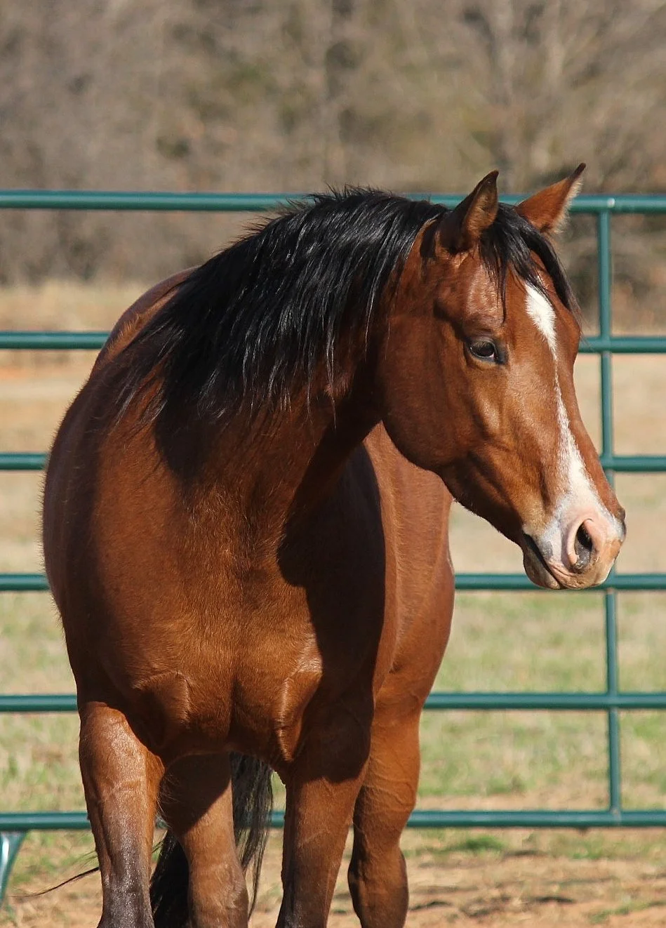 A brown horse with a black mane standing near a metal fence in an outdoor paddock.