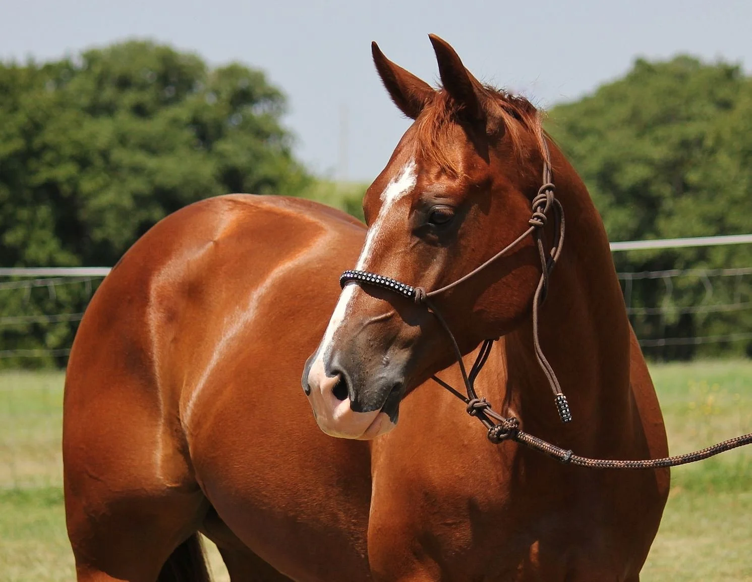 A sorrel horse with a white blaze on its face, wearing a halter with decorative beads, standing in a grassy field with a background of trees and a blue sky.