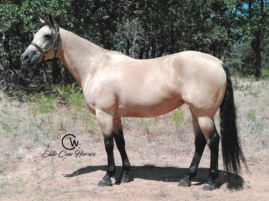 A buckskin horse standing on dirt ground with trees in the background, wearing a halter.