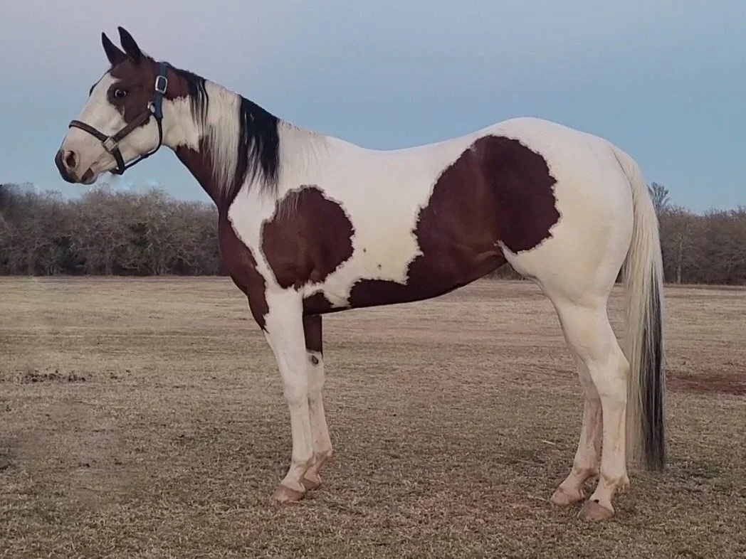 A paint horse with white and brown patches standing on a grassy field with trees in the background.