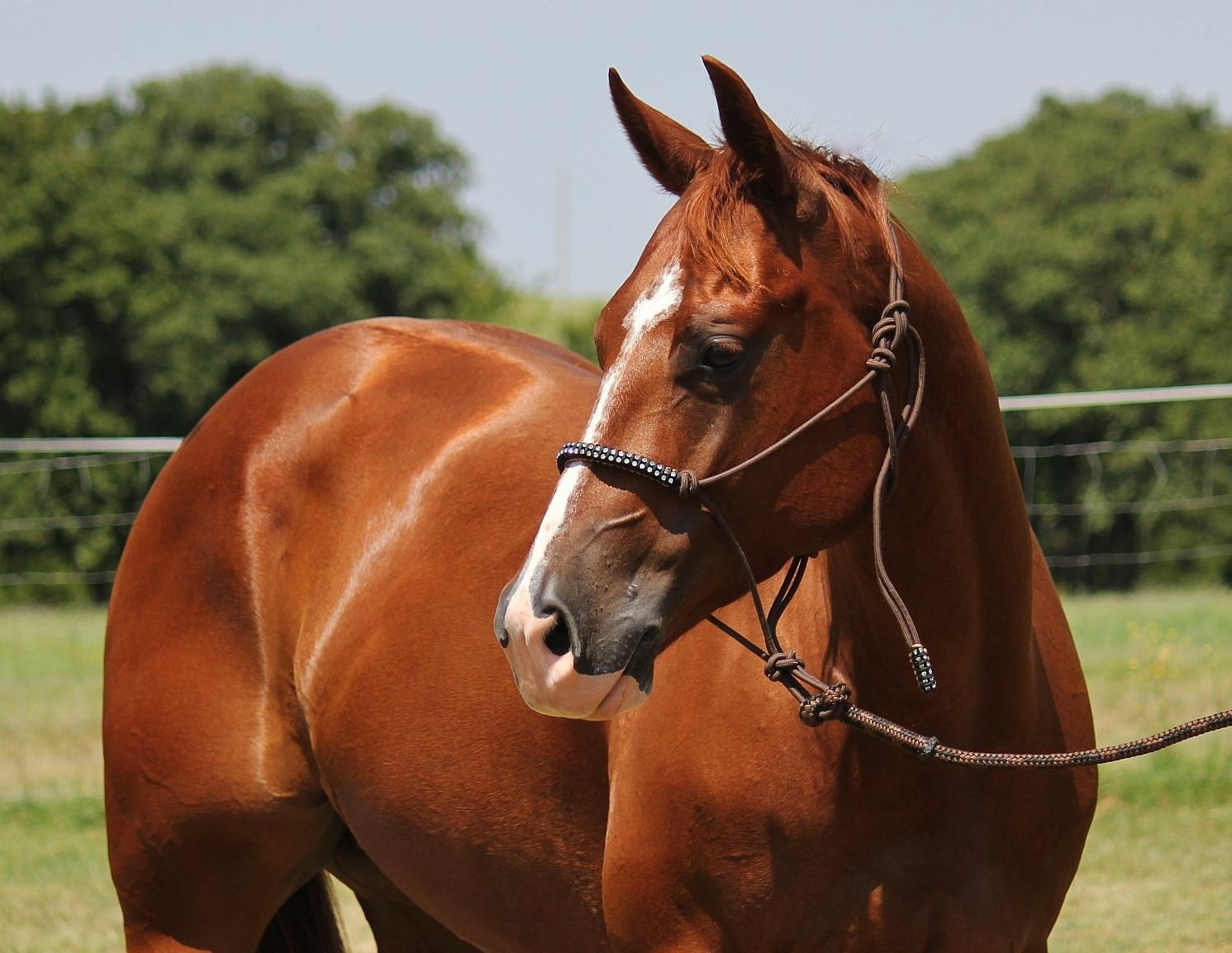 A sorrel horse with a white stripe on its face standing outdoors in a grassy field with trees in the background.