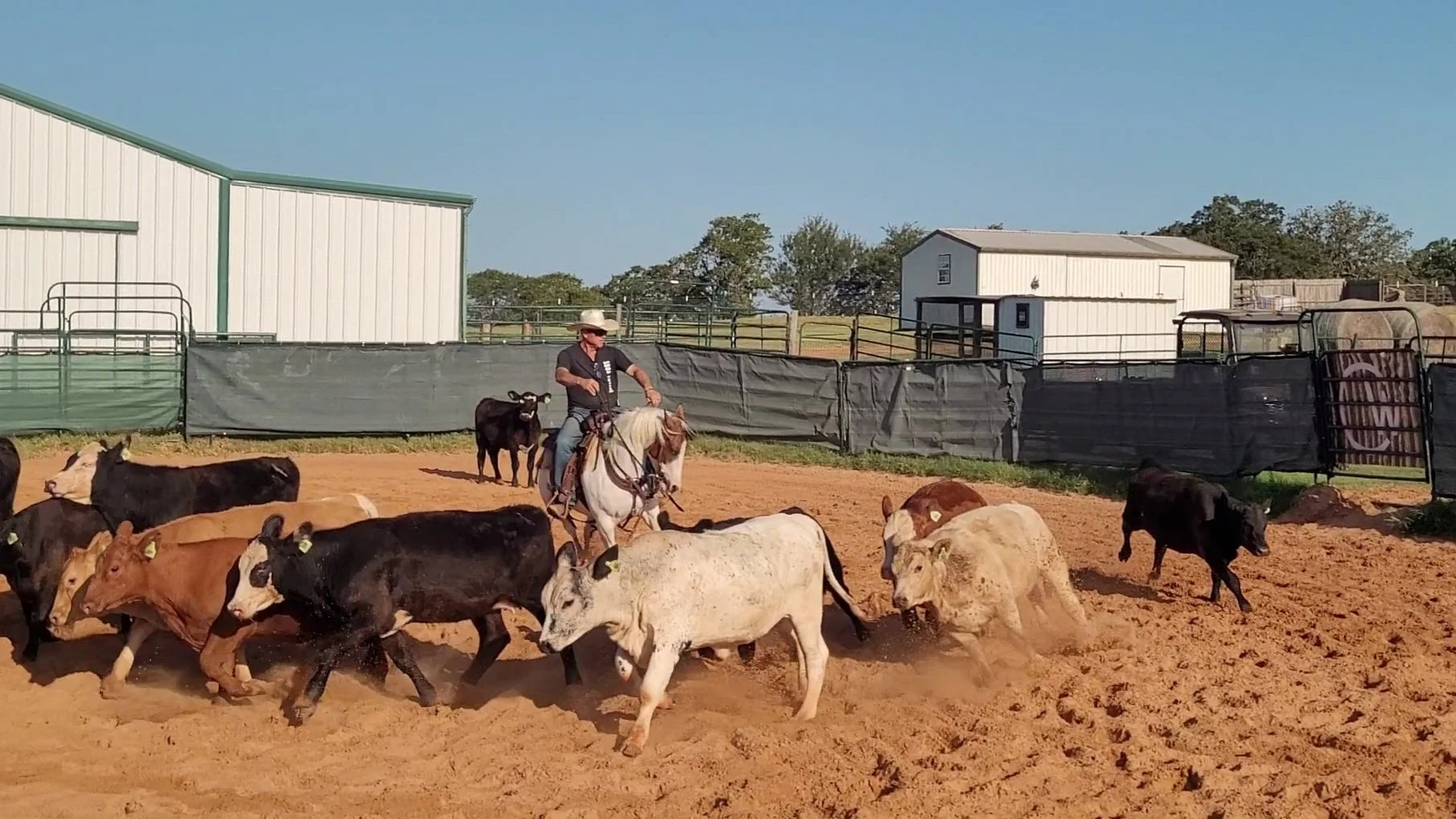 A person riding a horse in a cattle pen with calves running around in dirt, surrounded by farm buildings and fences.
