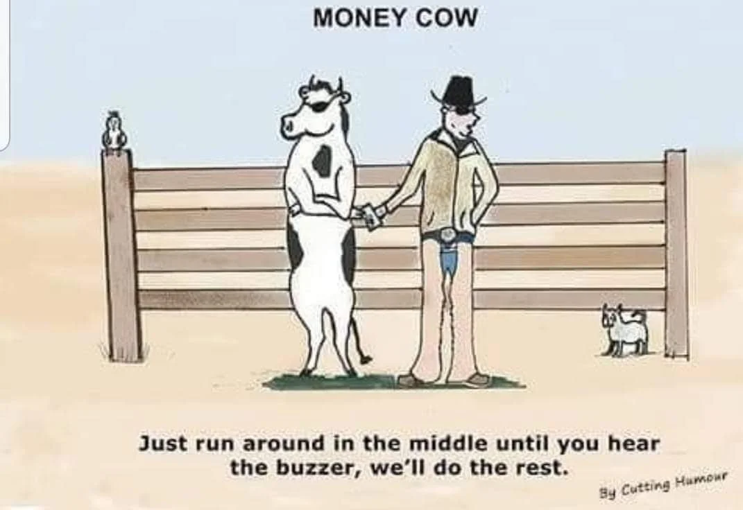 A cartoon drawing of a cow labeled 'Money Cow' with a dog on a fence post, a man dressed like a cowboy with a small dog, a cow wearing sunglasses, and a smaller dog. The cow and man are holding hands, and there is a caption about running around until hearing a buzzer to do the rest.