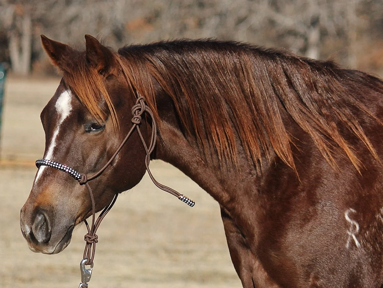 Close-up image of a brown horse with a shiny coat and a long mane, wearing a halter with rhinestones, in an outdoor setting.