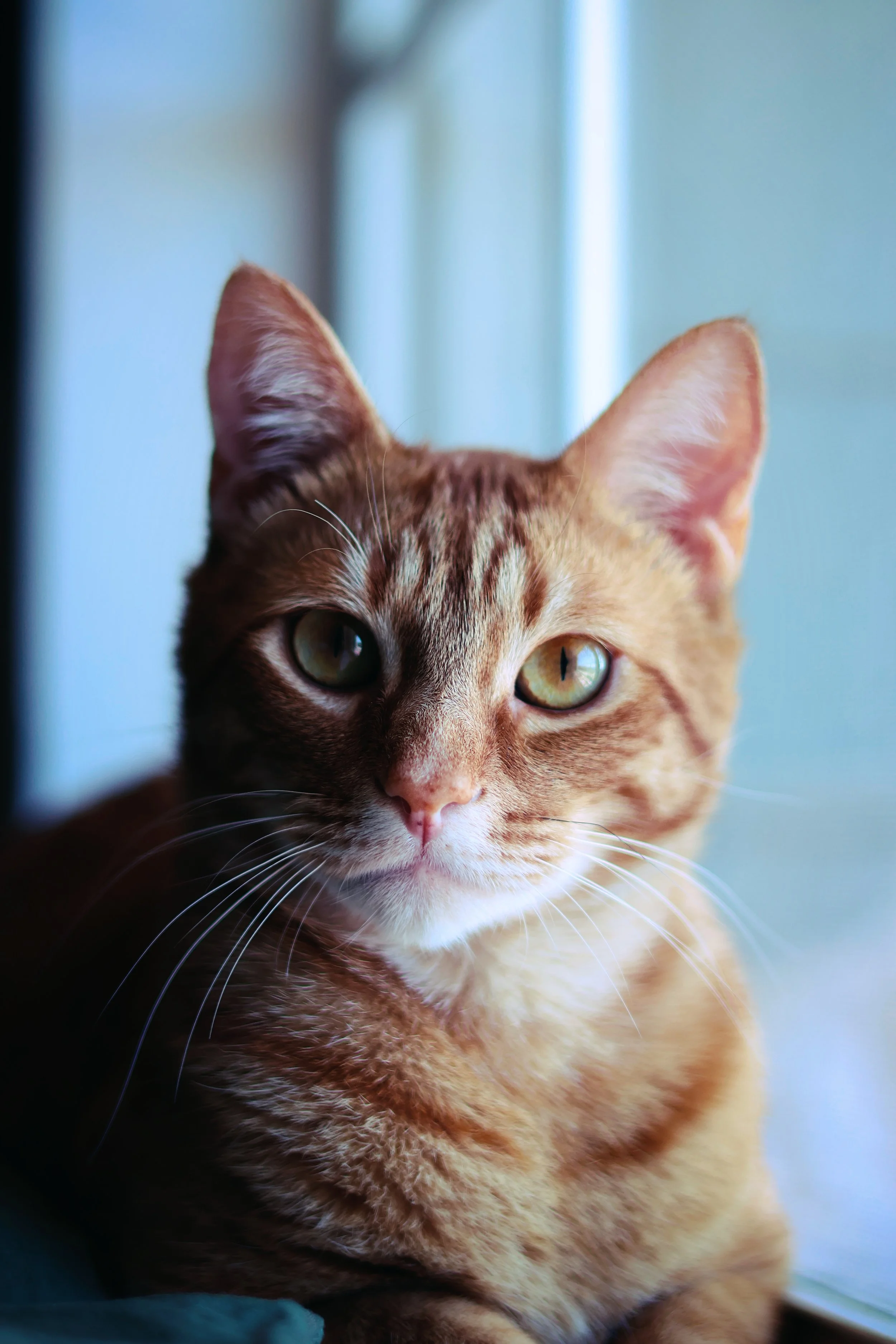 Close-up of an orange tabby cat with green eyes sitting near a window.