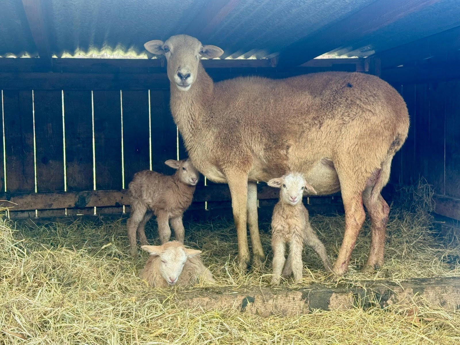 A sheep family inside a barn with a mother sheep and four lambs, on a bed of straw, with a wooden and metal wall behind them.