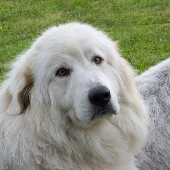 Close-up of a large white dog with tan eyes and a black nose, outdoors on grass.