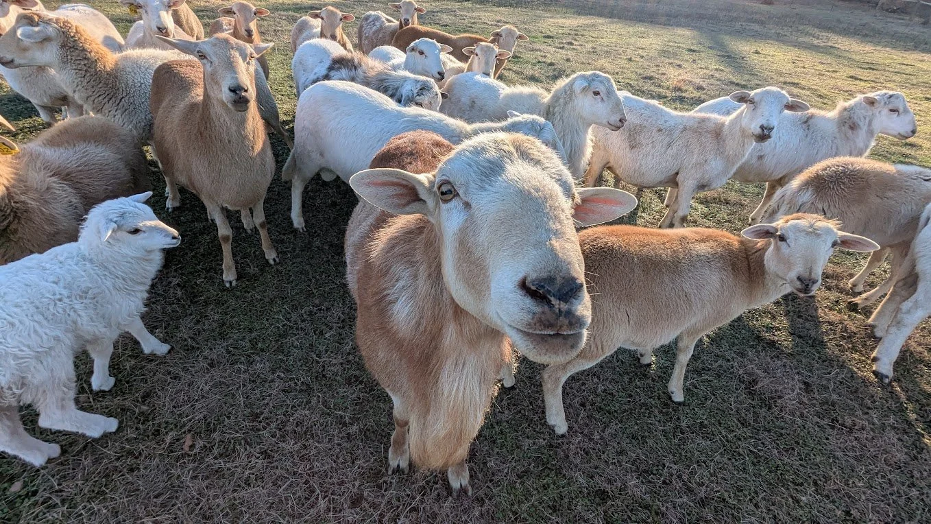 Group of goats and sheep gathered outdoors on a grassy field during sunset.